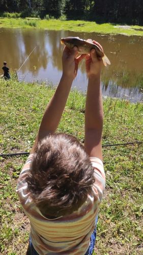 Большакино д., null