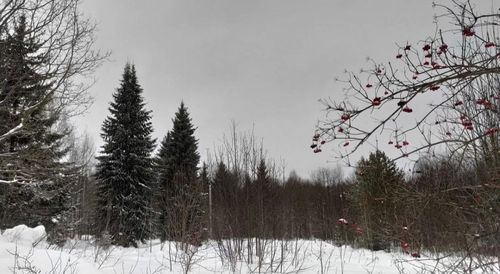 СНТ Надежда-2 (КВ.43 Н-К Лесничества) снт, null