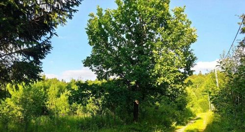 СНТ Надежда-2 (КВ.43 Н-К Лесничества) снт, null